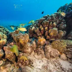 Playa Kalki (Alice in Wonderland) - Blue Bay