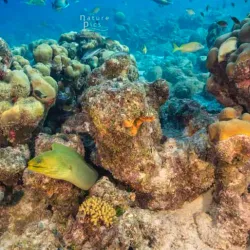 Playa Kalki (Alice in Wonderland) - Blue Bay