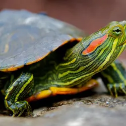 Botanical Gardens - Groteberg