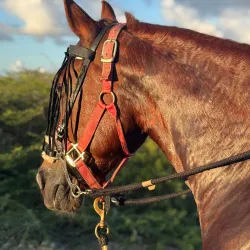 Horseback Riding Tours - Groteberg