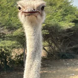 Local Curacao Farm Tours - Groteberg