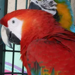 Local Curacao Farm Tours - Groteberg