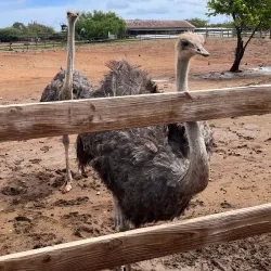 Local Curacao Farm Tours - Groteberg