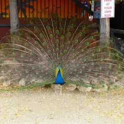 Local Curacao Farm Tours - Groteberg