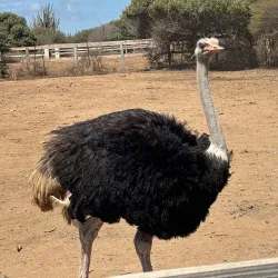 Local Curacao Farm Tours - Groteberg