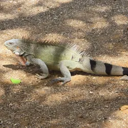 Hato Plantation - Hato