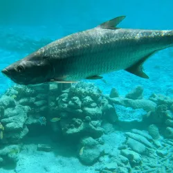 Curacao Sea Aquarium - Jan Thiel