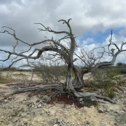 Jan Thiel Salt Pans - Jan Thiel