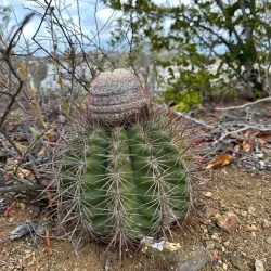 Jan Thiel Salt Pans - Jan Thiel