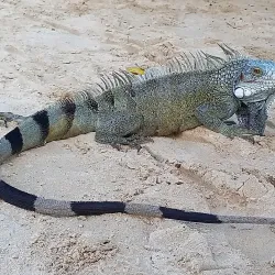 Playa Porto Mari - Jan Thiel