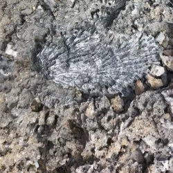 Boka Tabla - Jongbloed