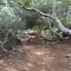 Boka Wandomi - Jongbloed