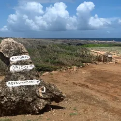 Boka Wandomi - Jongbloed