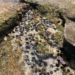 Boka Wandomi - Jongbloed