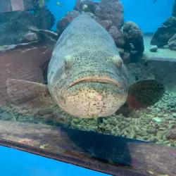 Curacao Sea Aquarium - Willemstad