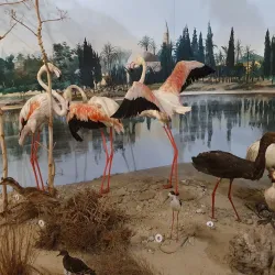 Cyprus Museum of Natural History - Aglantzia