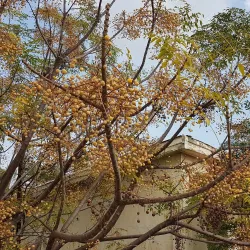 Kition Archaeological Site - Aradippou