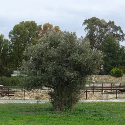 Kition Archaeological Site - Aradippou