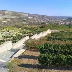 Athienou Vineyards - Athienou