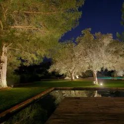 Avgorou Olive Groves - Avgorou