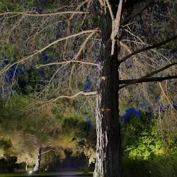 Avgorou Olive Groves - Avgorou