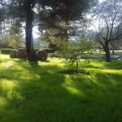 Avgorou Olive Groves - Avgorou