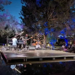 Avgorou Olive Groves - Avgorou