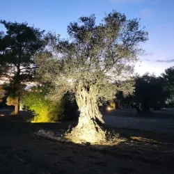 Avgorou Olive Groves - Avgorou