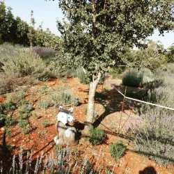 Kokkinochoria Villages - Avgorou