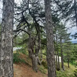 Troodos Mountains - Dali