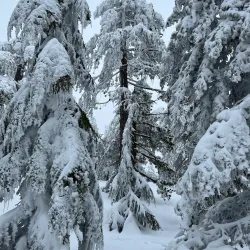 Troodos Mountains - Dali
