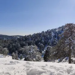 Troodos Mountains - Dali