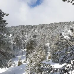 Troodos Mountains - Dali