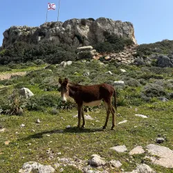 Karpaz Peninsula - Degirmenlik