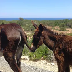 Karpaz Peninsula - Degirmenlik