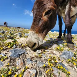 Golden Beach (Altınkum) - Iskele
