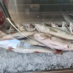 Iskele Marina - Iskele