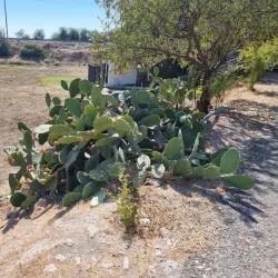 Ancient Amathus - Limassol