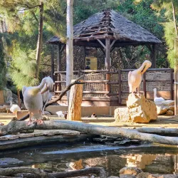 Limassol Municipal Gardens - Limassol