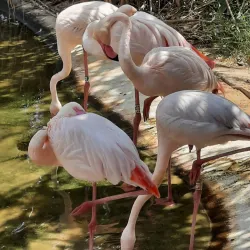 Limassol Municipal Gardens - Limassol