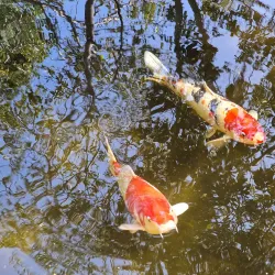 Limassol Municipal Gardens - Limassol