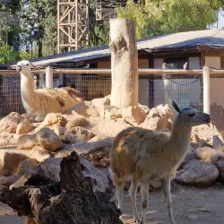 Limassol Zoo - Limassol