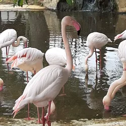 Limassol Zoo - Limassol