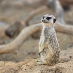 Limassol Zoo - Limassol