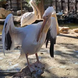 Limassol Zoo - Limassol