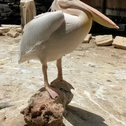 Limassol Zoo - Limassol