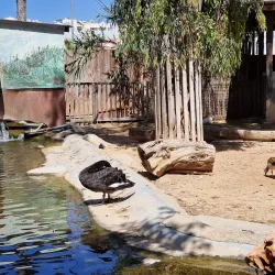 Limassol Zoo - Limassol