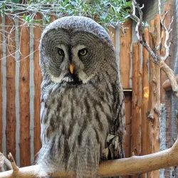 Limassol Zoo - Limassol