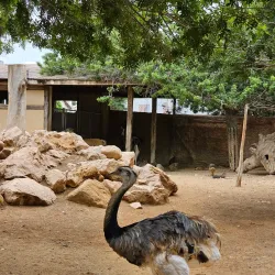 Limassol Zoo - Limassol