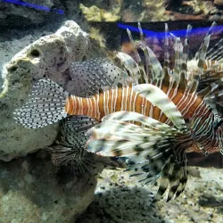 Protaras Ocean Aquarium - Protaras